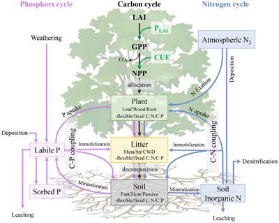 Uncertainty propagation in a global biogeochemical model driven by leaf area data